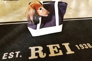 Does REI Allow Dogs