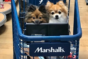 Is Marshalls Pet Friendly