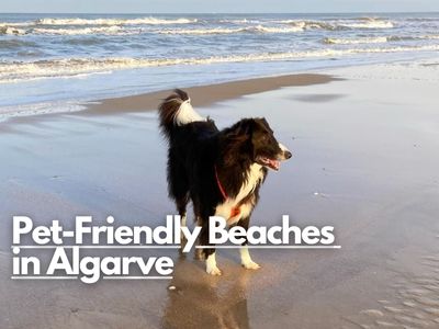 Pet-Friendly Beaches in Algarve